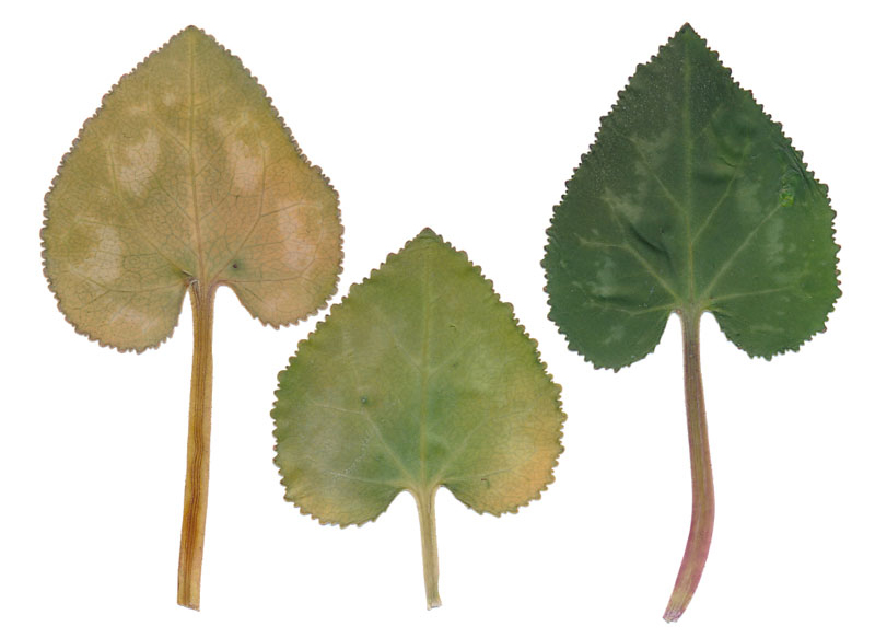 Cyclamen leaves in various greens